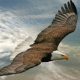 Soaring Wings of Eagles